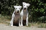 PARSON RUSSEL TERRIER 182